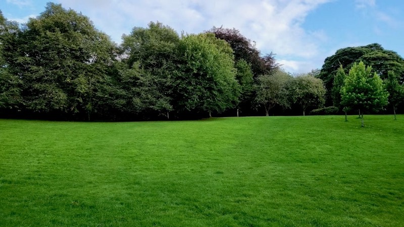 Open lawn with a line of mature trees under a blue sky
