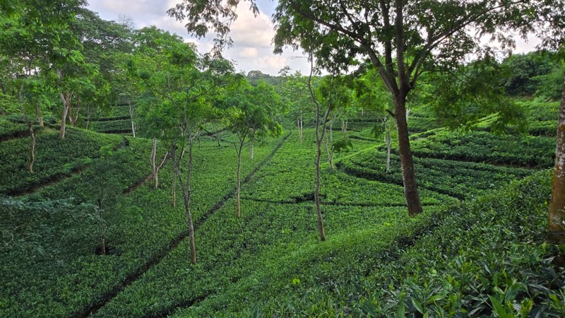 Tea rows and shade trees running down a hillside in soft daylight
